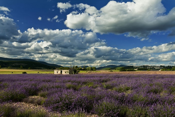 Lavender field with abandoned stone building and mountains