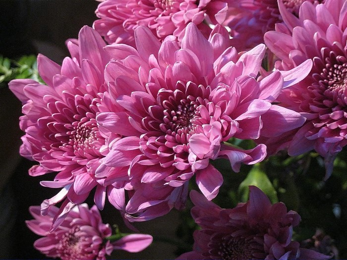 Pink Chrysanthemums