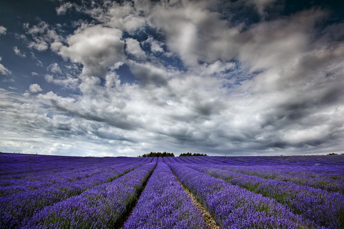 Lavender field under dramatic clouds