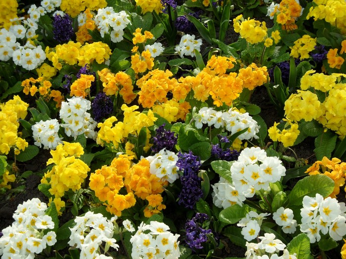 A bed of colorful primroses and hyacinths in bloom