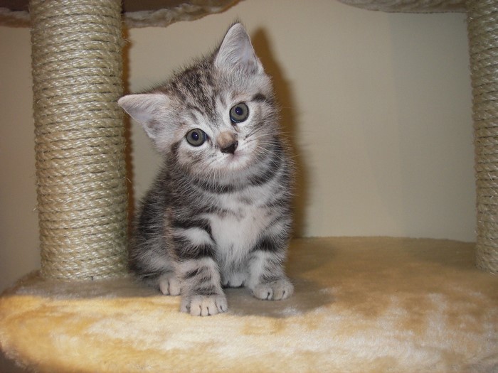 Tabby kitten sitting on a scratching post platform