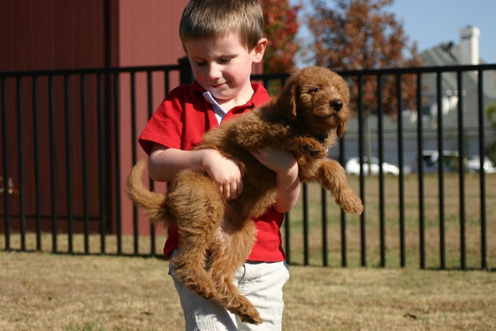 Boy holding a golden doodle puppy