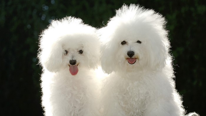 Two Bichon Frise dogs with fluffy white fur