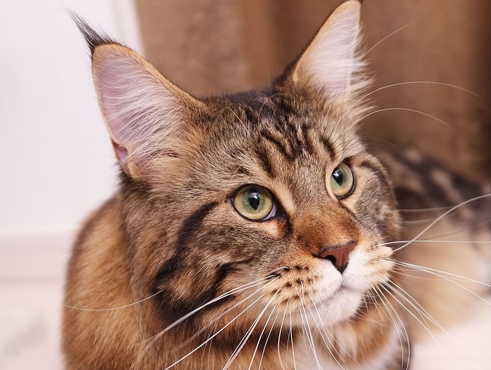 Close-up of a Maine Coon cat