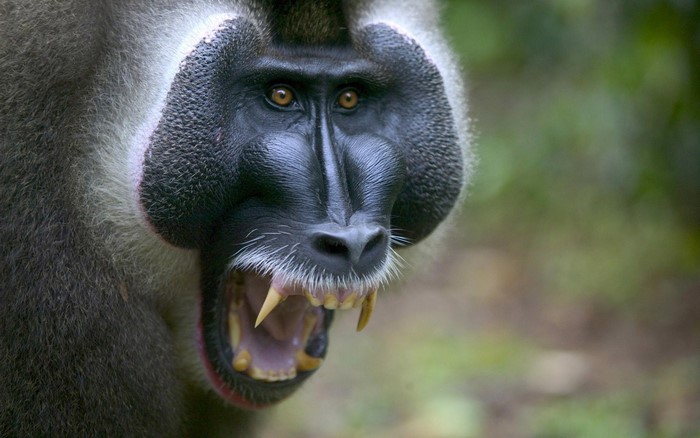 Close-up of a Mandrill showing its fangs