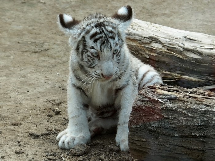 White tiger cub sitting near a log
