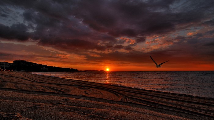 Seagull flying over the ocean at sunset