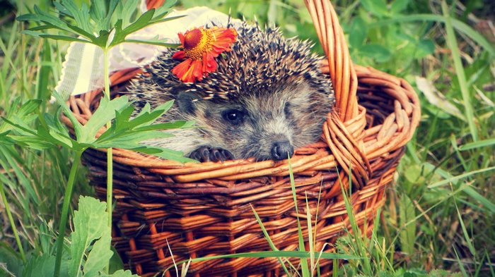 Hedgehog with flower in a basket