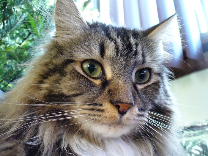Close-up of a Maine Coon cat's face