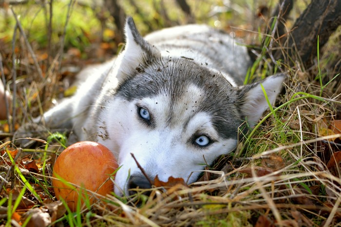 Husky dog lying in grass with an apple