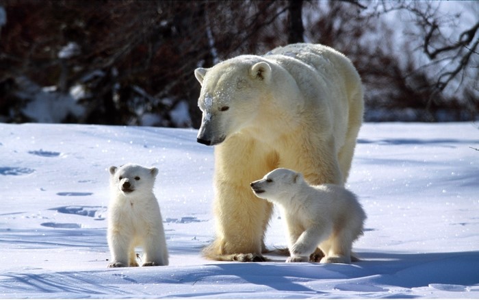 Mother polar bear with two cubs in snow
