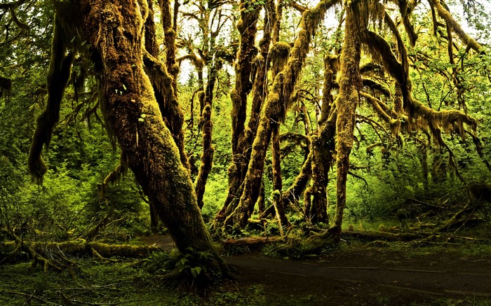 Olympic National Park 4K