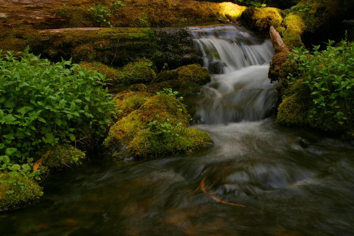 Serene Stream with Small Waterfall in Olympic National Park