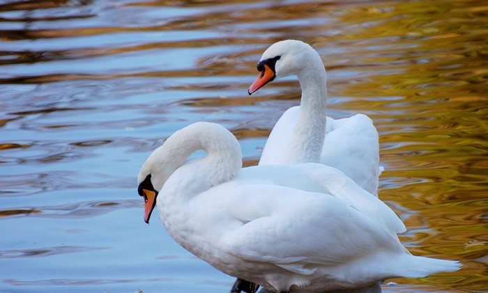 Two Mute Swans on Water