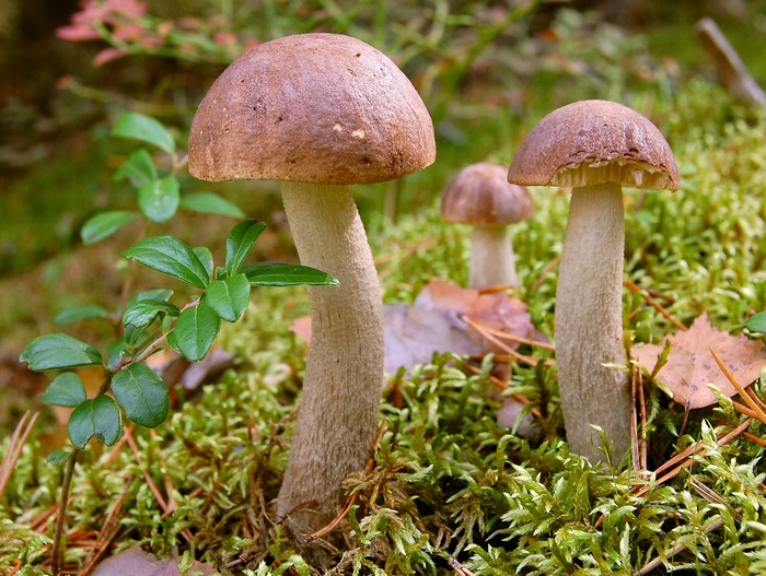 Brown cap mushrooms growing in mossy forest floor