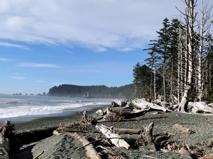 Olympic National Park Beach with Driftwood and Sea Stacks