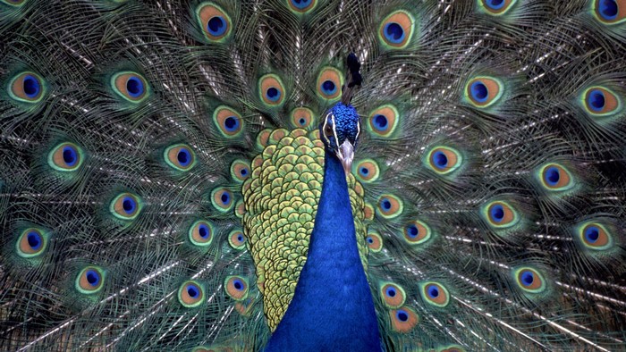 Peacock displaying its colorful tail feathers