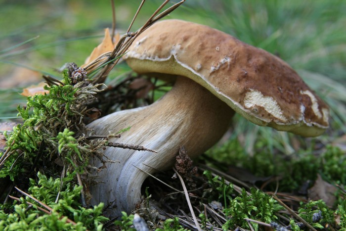 Boletus mushroom growing in moss