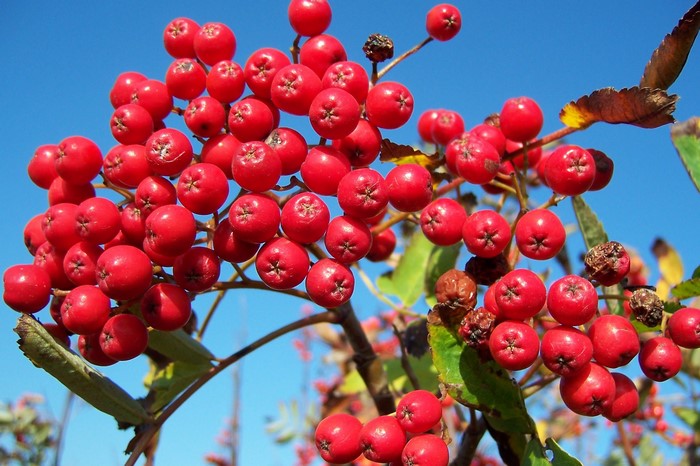 Red berries on a branch against a blue sky