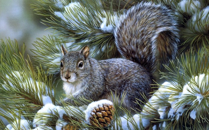 Squirrel on a snow-covered pine branch with pinecone