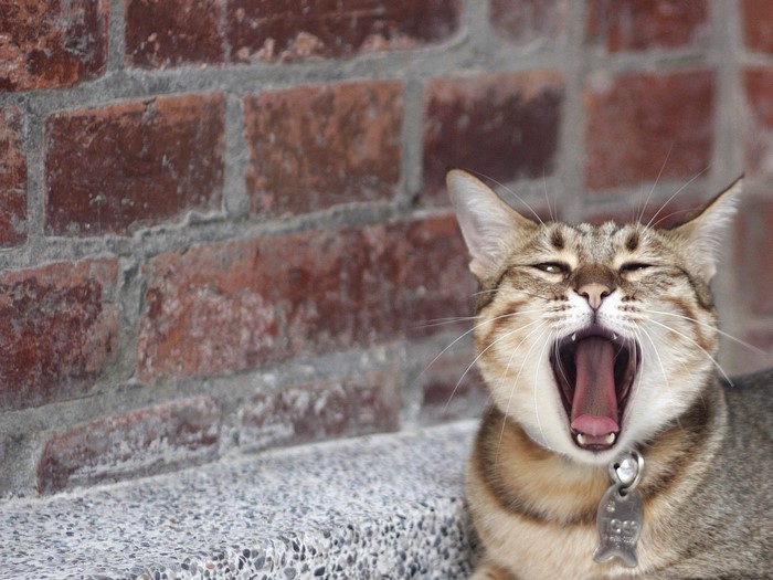 Cat yawning in front of a brick wall