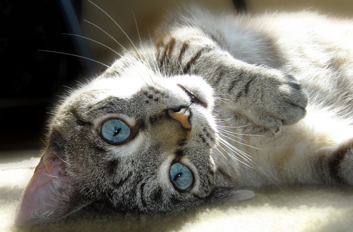 Close-up of a tabby cat with blue eyes