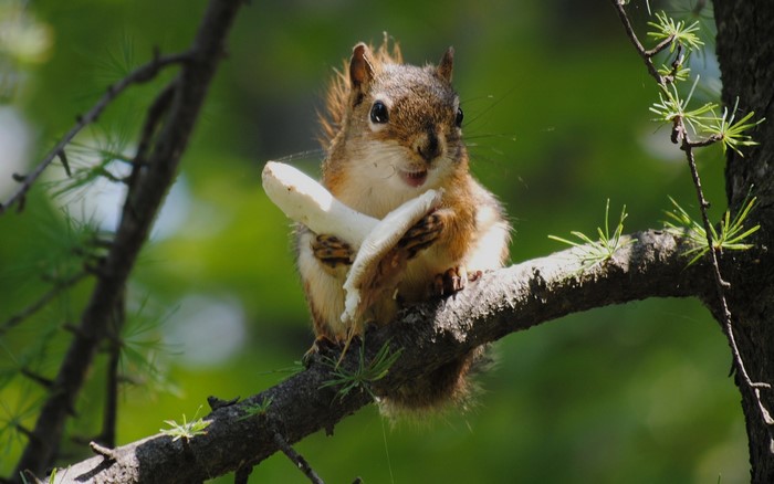 Squirrel holding a mushroom on a tree branch