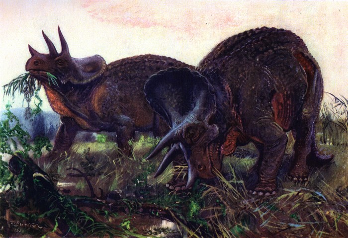 Two Triceratops dinosaurs eating grass in a prehistoric landscape
