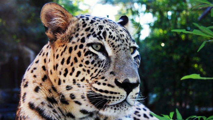 Close-up of a leopard's face