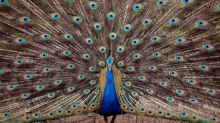 Peacock displaying its fanned tail feathers