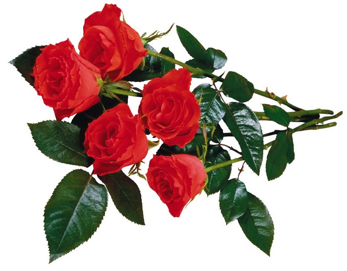 Bouquet of red roses with green leaves