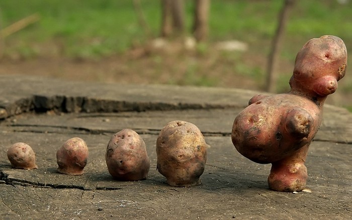 Potatoes of varying sizes on a wooden surface