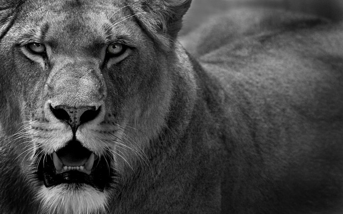 Close-up of a lioness with mouth open
