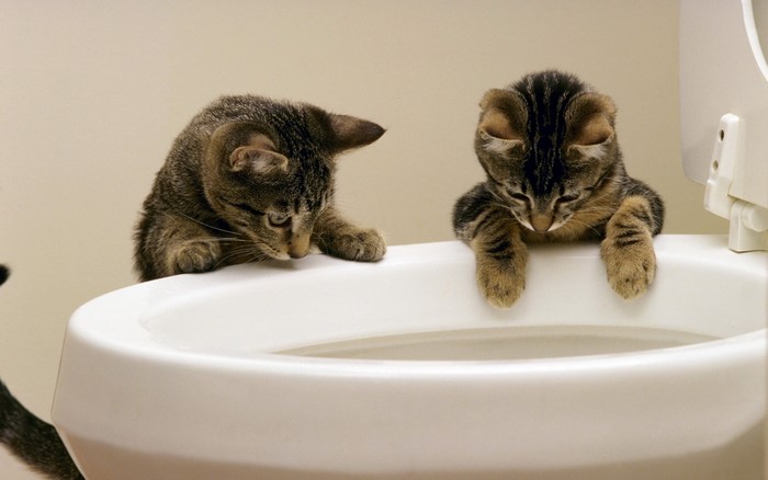 Two kittens looking into a toilet bowl