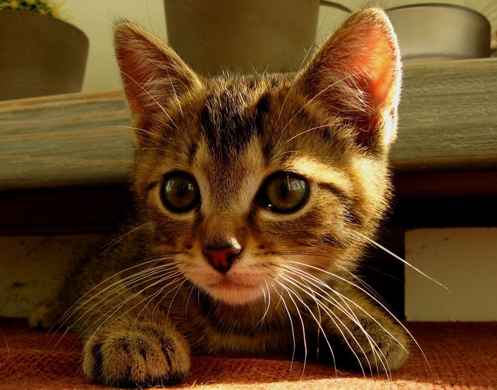 Kitten with prominent whiskers