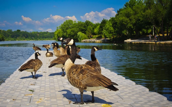 Canada Geese on a Floating Dock by a Lake