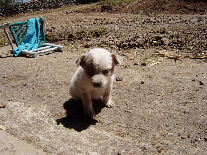 Puppy sitting on the ground