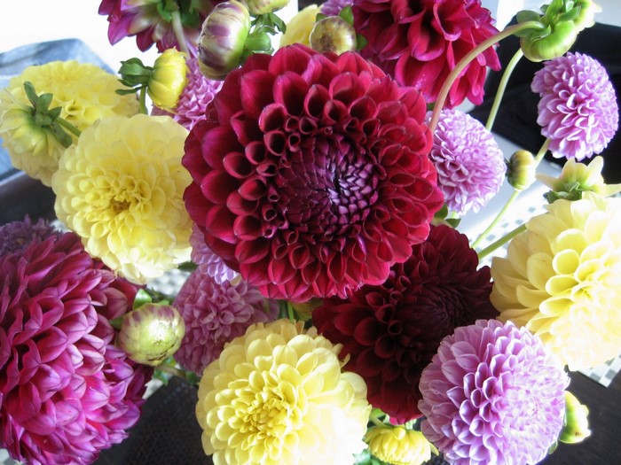 Bouquet of Dahlias in Various Colors