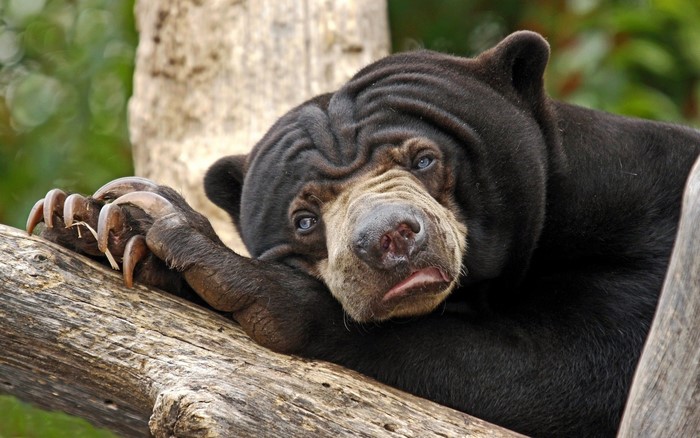 Sun Bear resting on a tree branch