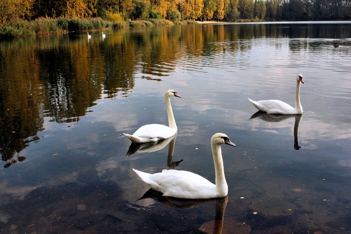 Swans swimming in a lake with autumn trees