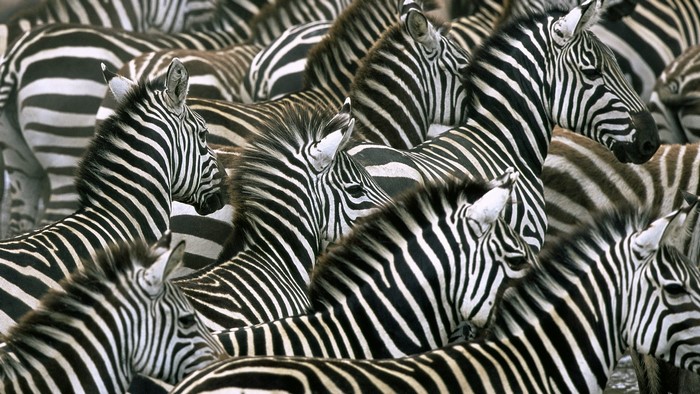 A herd of zebras with black and white stripes
