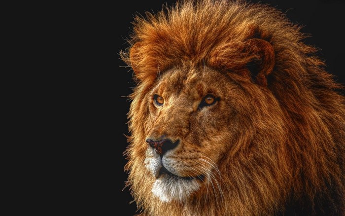 Close-up of a male lion's face