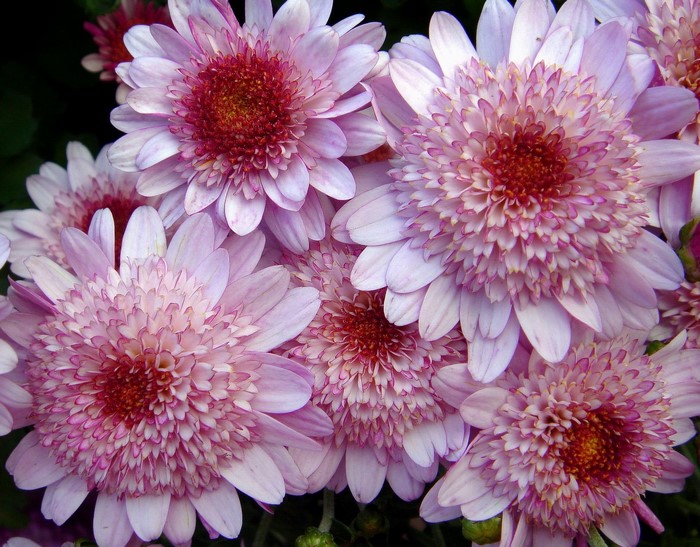 Pink and red chrysanthemums
