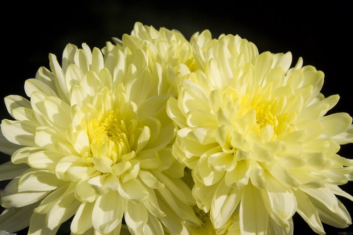 Close-up of yellow chrysanthemums
