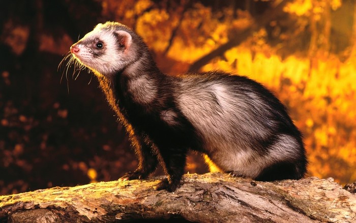 Ferret standing on a log with orange background