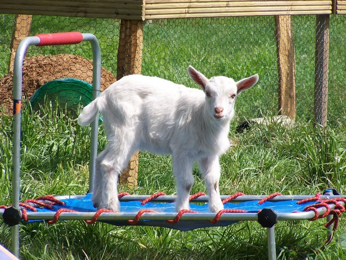 Baby goat on a trampoline