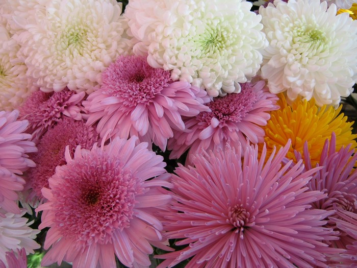 A close-up of a bouquet of chrysanthemums