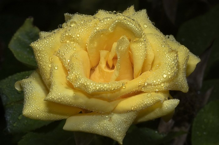 Yellow rose with water droplets