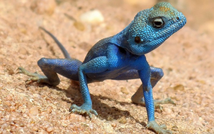 Blue Agama Lizard on Sandy Ground