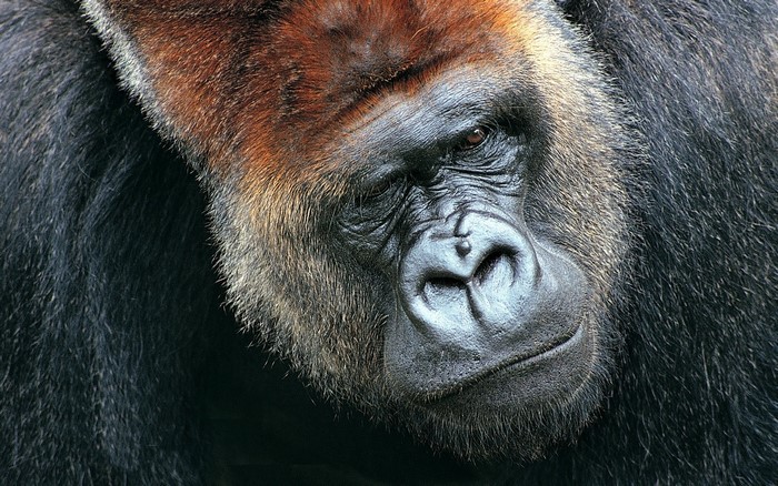 Close-up of a Silverback Gorilla's Face